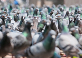 Flock of pigeons